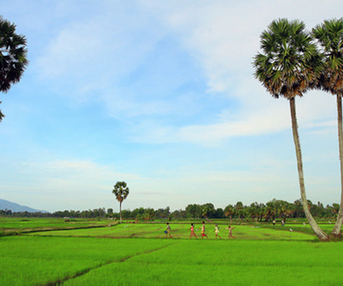 CRUISING IN MEKONG DELTA