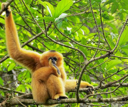 ANCIENT CAPITAL HOA LU & CUC PHUONG NATIONAL PARK